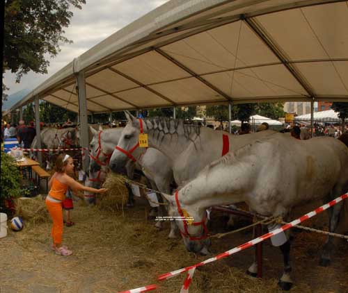 s.1780,pano15,del 08 Luglio 2007,Fiera dei Cavalli a Ivrea-TO