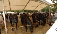 s.1780,pani 01,del 08 Luglio 2007,Fiera dei Cavalli a Ivrea-TO