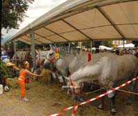 s.1780,pano15,del 08 Luglio 2007,Fiera dei Cavalli a Ivrea-TO